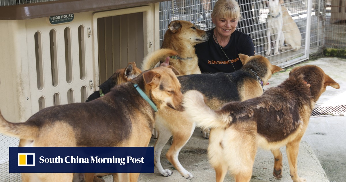 Hong Kong dog shelter struggling to provide as number of animals doubles while volunteers move