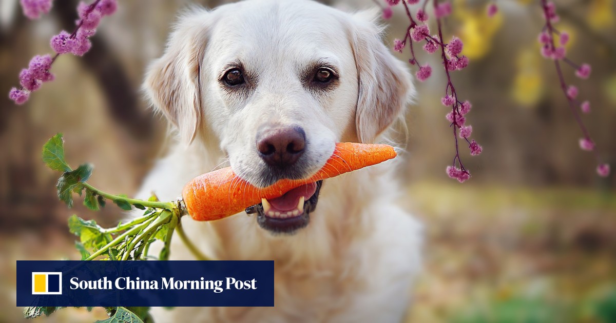 Is a vegan diet healthy for your pet dog as plantbased eating trend