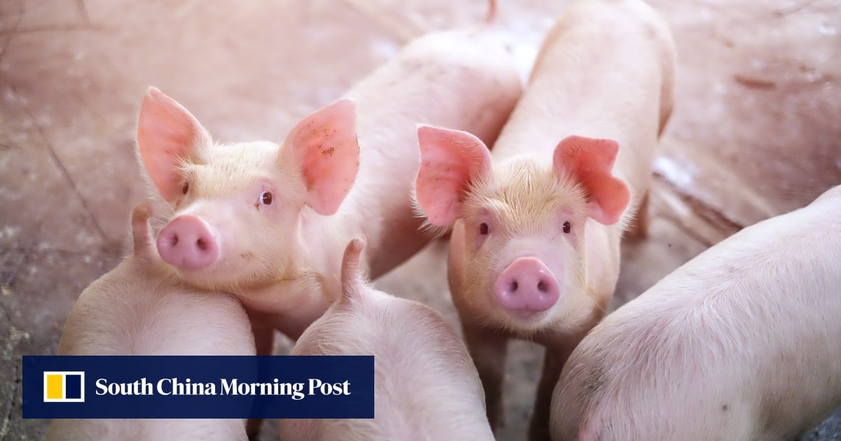 Chinese scientists produce worlds first pigs cloned entirely by robot