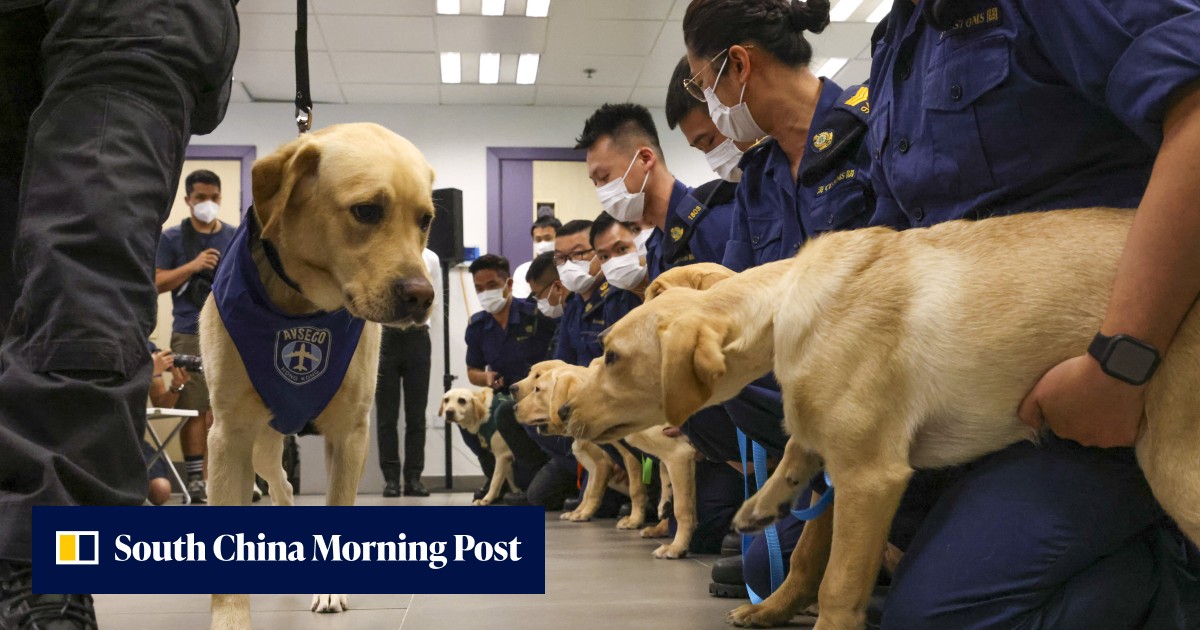 8 Labrador puppies bred to detect drugs, explosives under programme ...