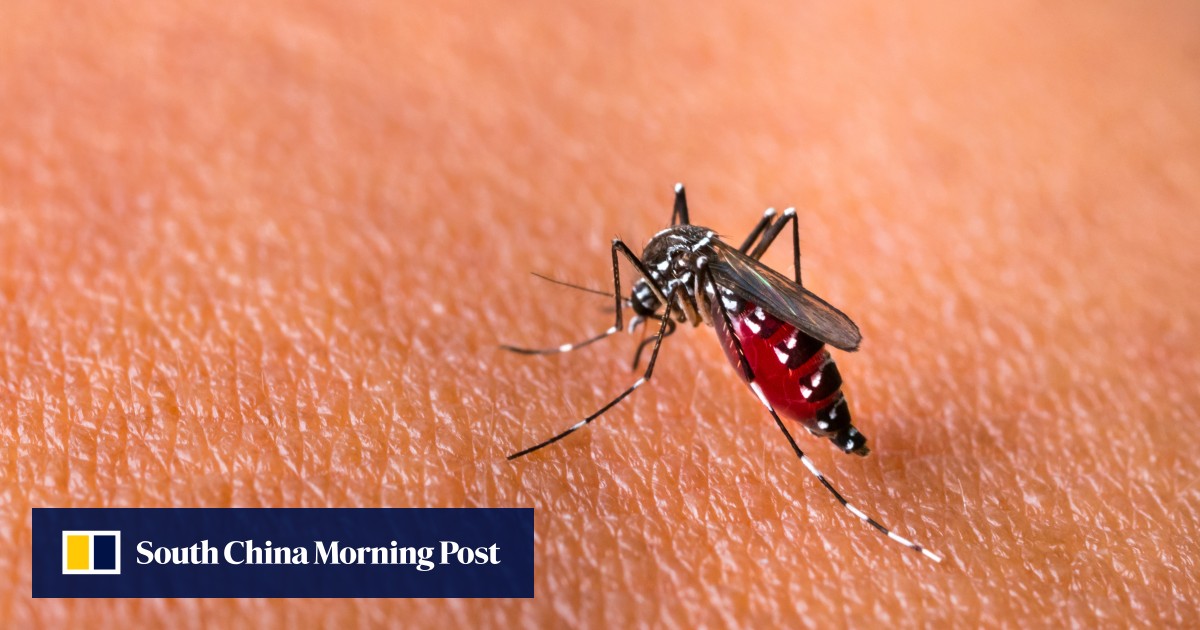 Singapore ramps up ‘Wolbachia’ mosquito breeding as dengue crisis