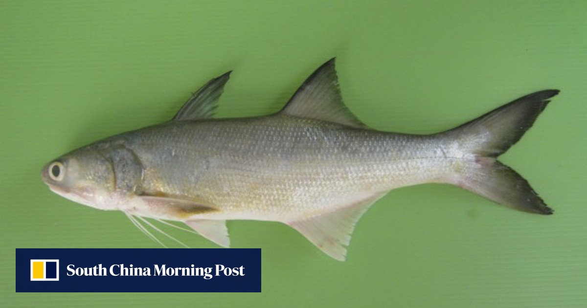 Threadfin Salmon Fishing from India, RAWAS