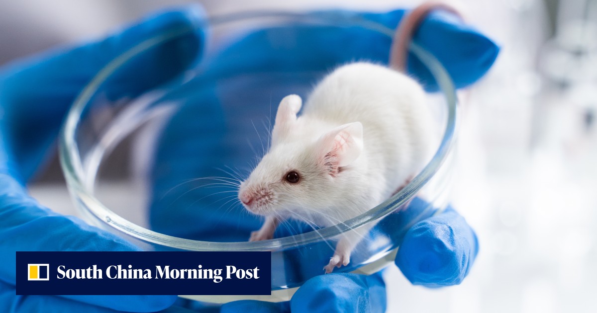 Japan scientists clone freeze-dried mice in bid to beat extinction ...