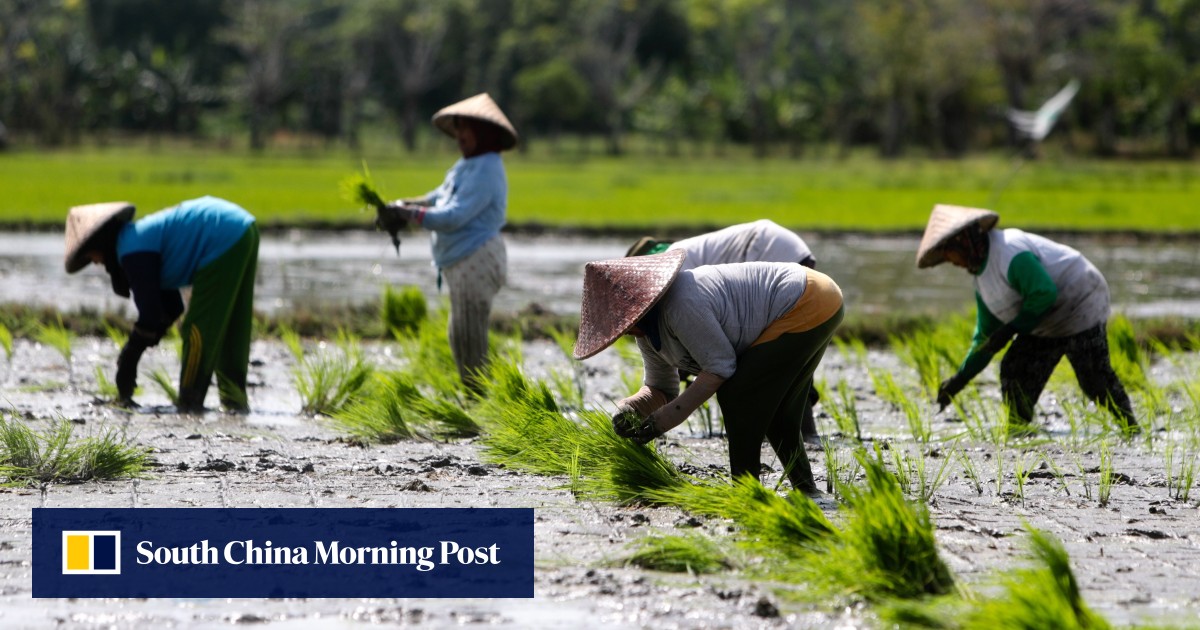 to bite starts rice crisis Asian
