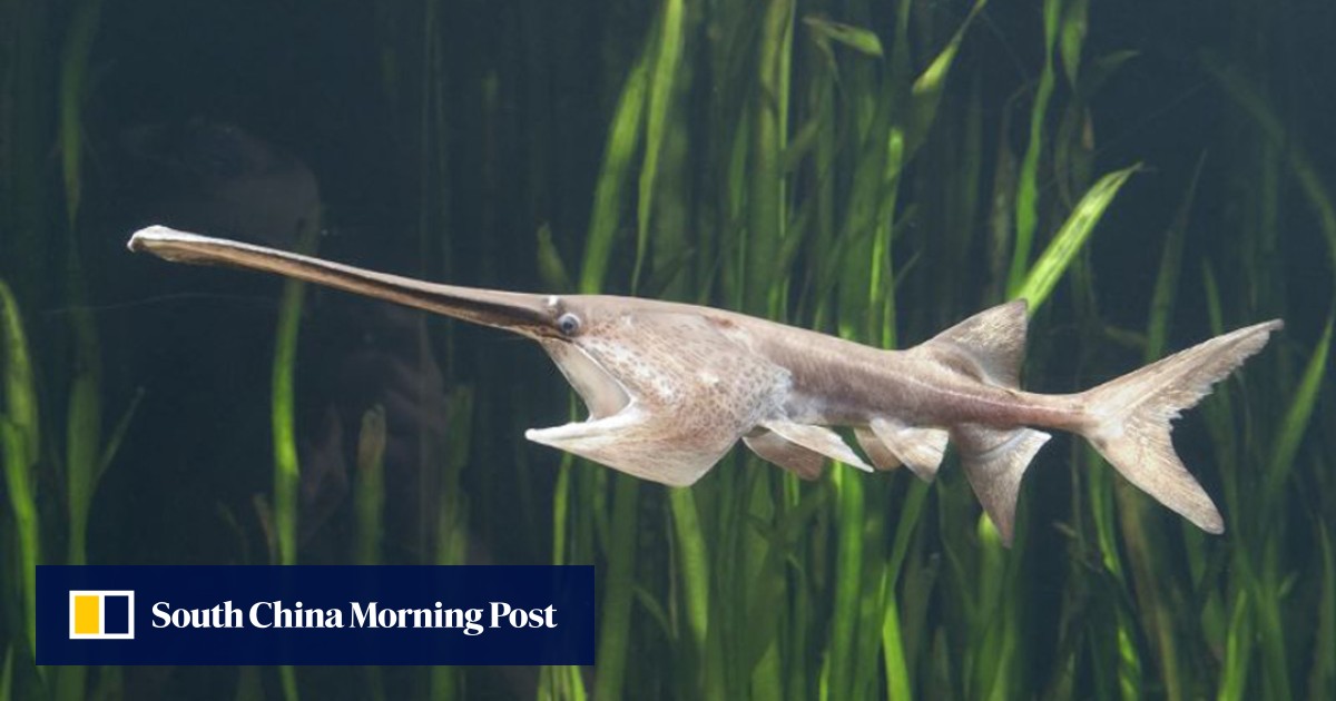 Chinese paddlefish and Yangtze sturgeon declared extinct despite  conservation efforts