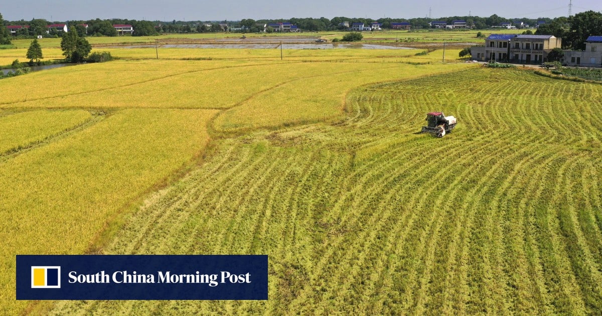 Chinese scientists have found a rice gene that can boost yield and ...