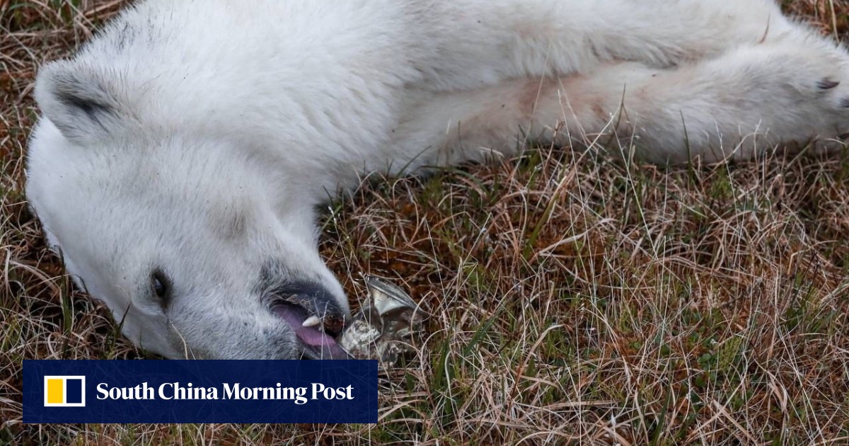 Polar bear rescued in Russia after getting tongue stuck in milk can