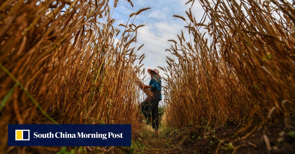 China food security ‘astonishing’ food loss, wastefulness worsen grain