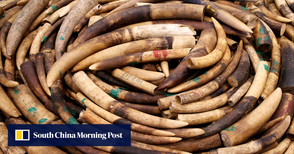 Officials seize more than 280 pieces of ivory from Hong Kong shop
