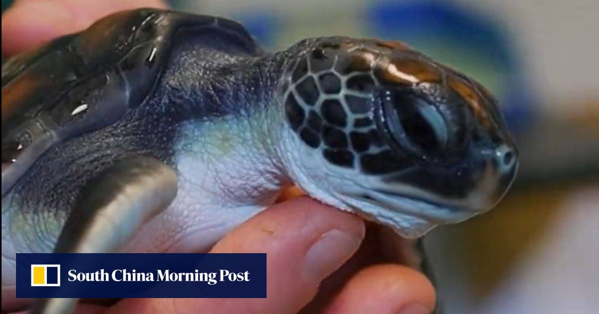 Rescued Australia turtle pooped plastic for 6 days: ‘Luck was on his ...
