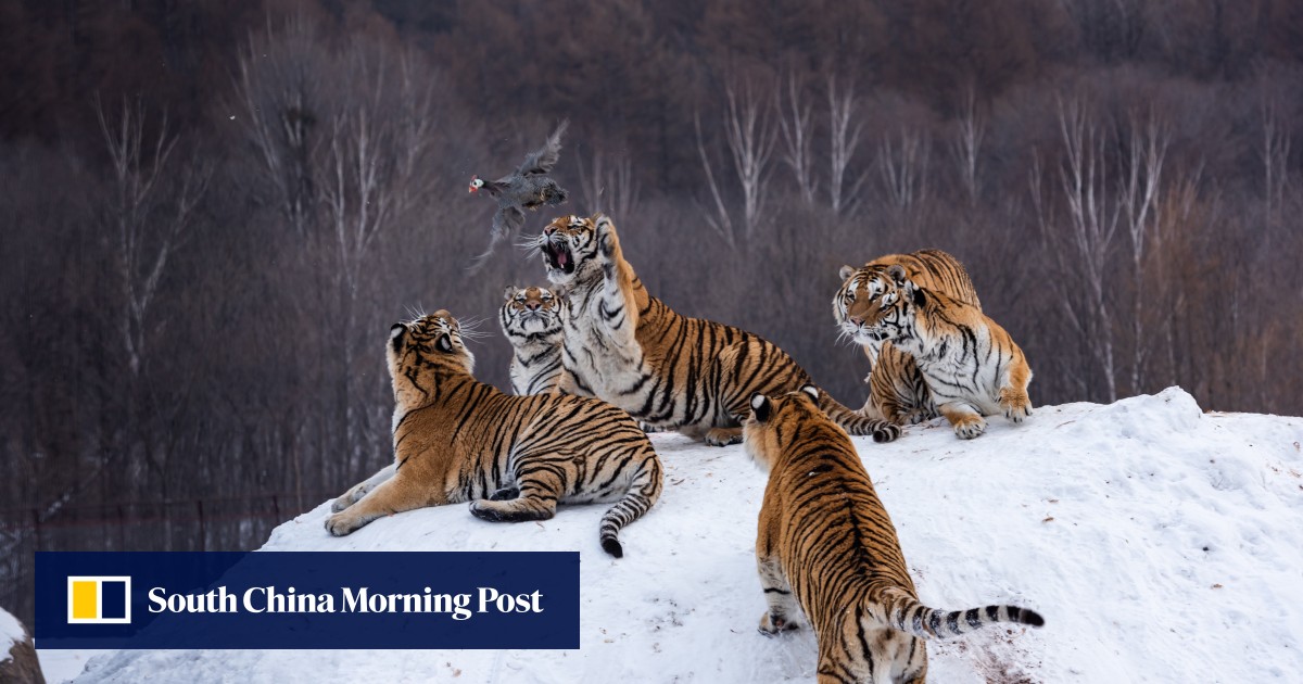DNA samples of Bengal tigers polluted by genes of the Siberian Tiger