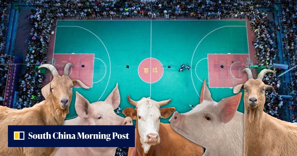 Prizes ‘cow, goats and pigs’: China’s farmer version of NBA rivals professional games with carnival atmosphere Prizes ‘cow, goats and pigs’: China’s farmer version of NBA rivals professional games with carnival atmosphere