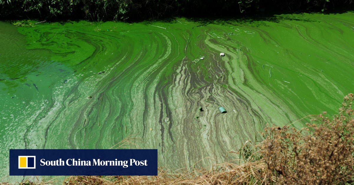 Chinese scientists clear blue-green algae bloom from massive lake with 