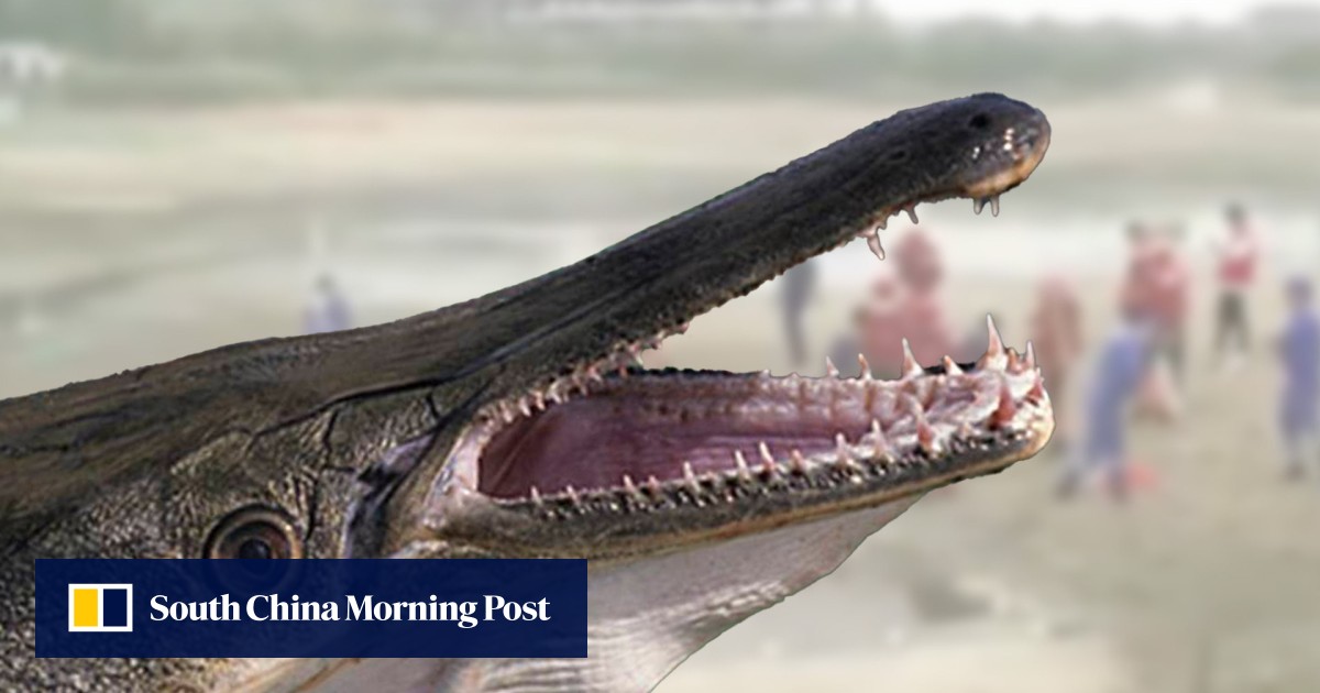 Fugitive ‘monster fish’: Chinese city drains entire lake to hunt ...