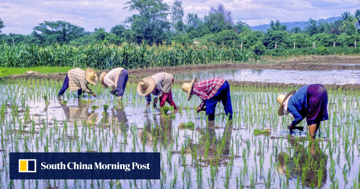 weather-and-rice-goddess-are-central-to-thai-farmers-lives-a-good