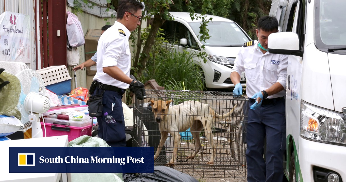 More bite, please Hong Kong animal rights groups say new anticruelty