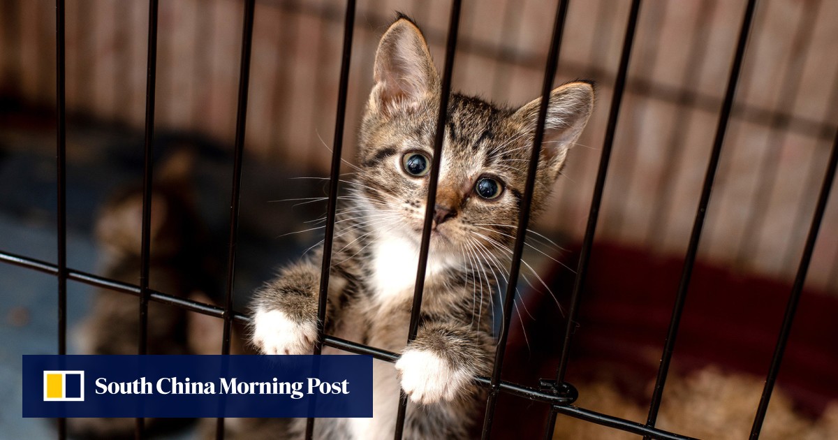 Cats in china on sale