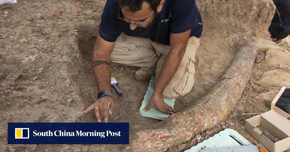 Rare 500,000-year-old fossilised elephant tusk uncovered in Israel