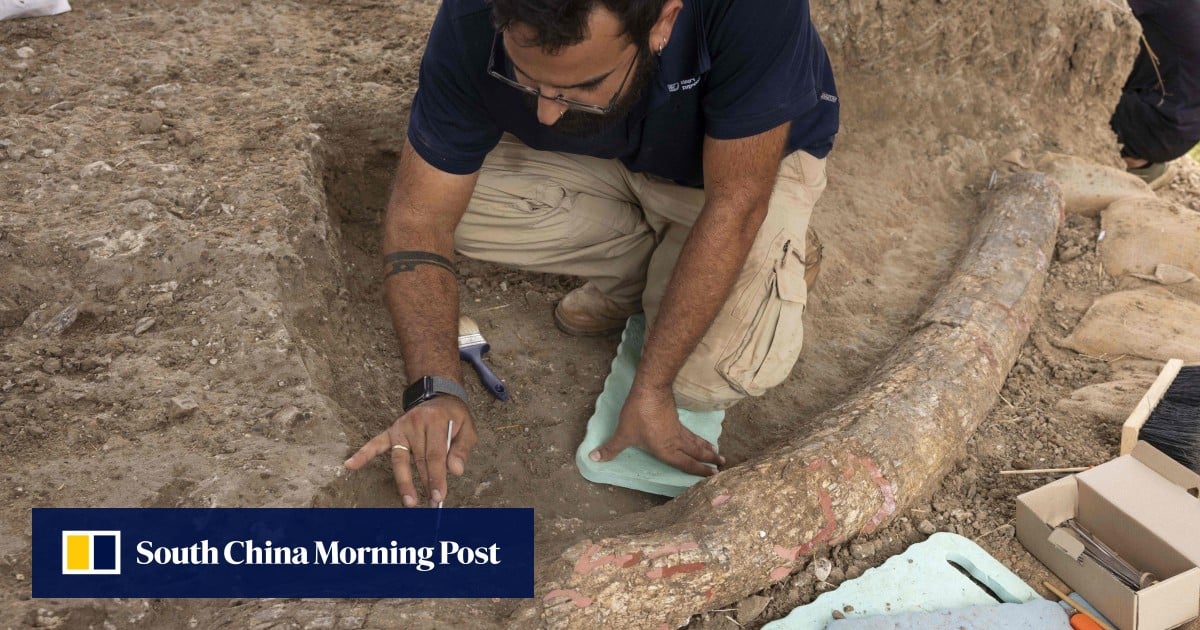 Rare 500,000-year-old fossilised elephant tusk uncovered in Israel Rare 500,000-year-old fossilised elephant tusk uncovered in Israel