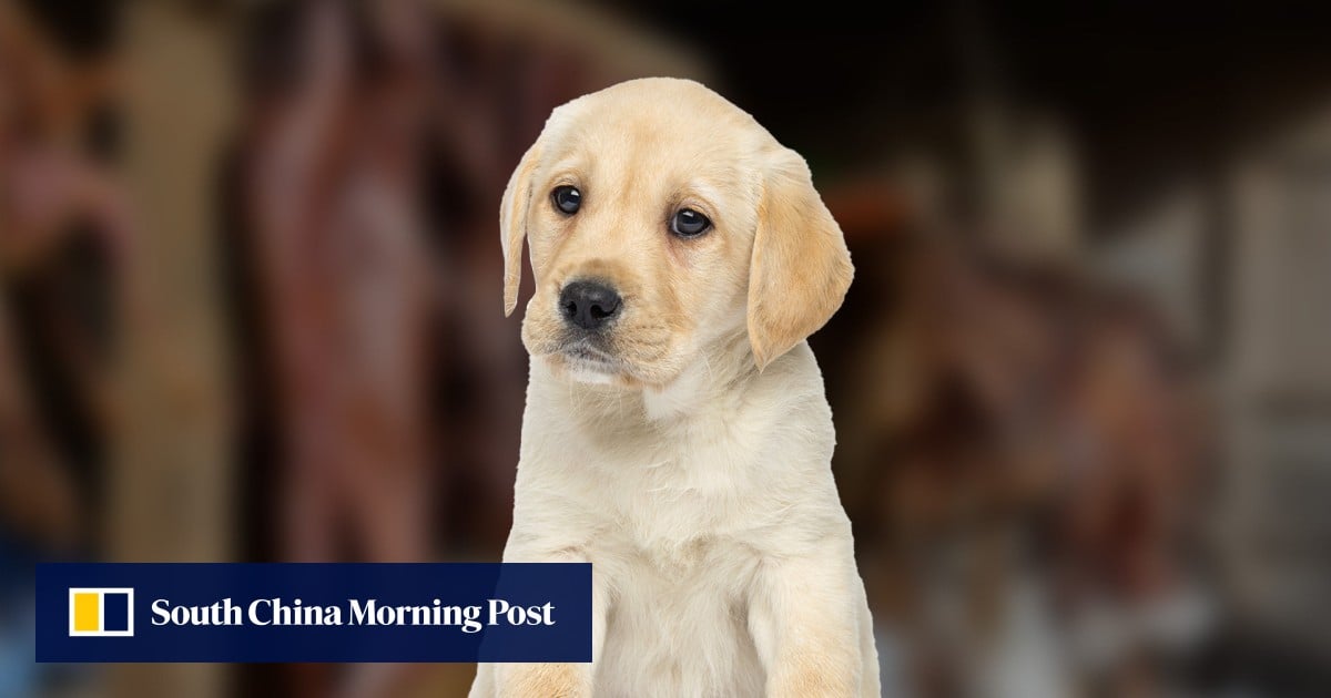 Trading post dogs outlet for sale