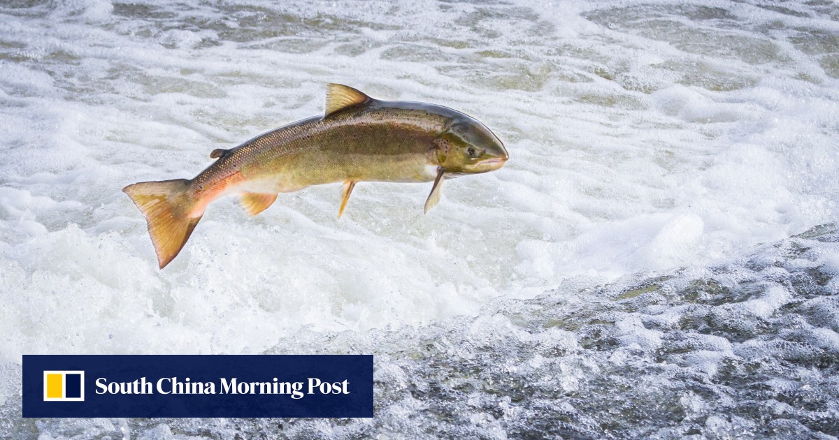 Better skin with salmon sperm? New Korean beauty trend explained