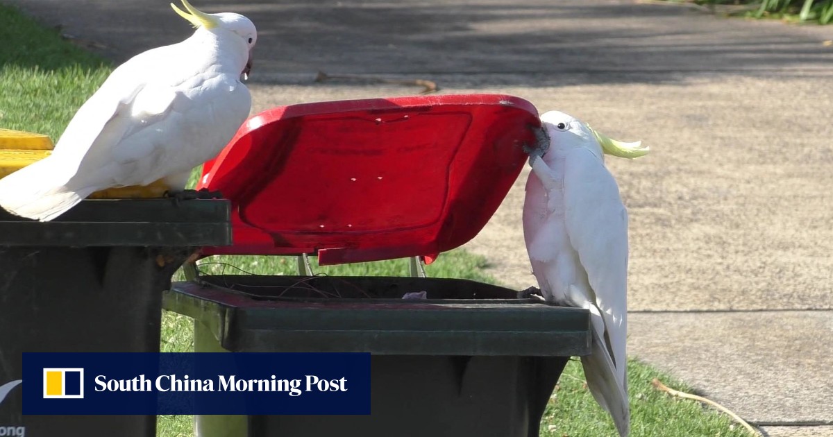 Australians are locked in an ‘innovation arms race’ with binraiding