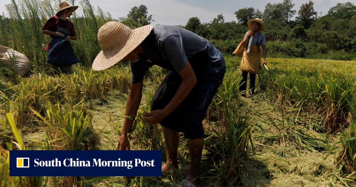 Planting Rice Photo China’s record-breaking drought hits major rice-growing regions, risks ...