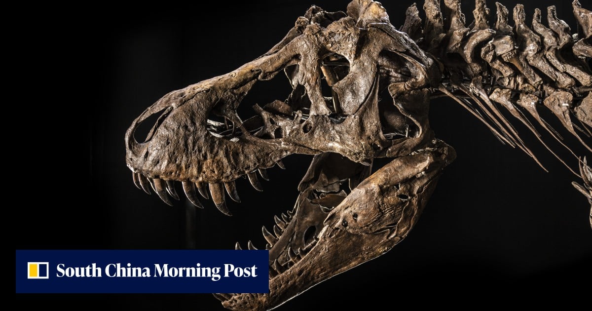 Rex China First fossil T. rex for auction in Asia at Christie’s Hong Kong autumn ...