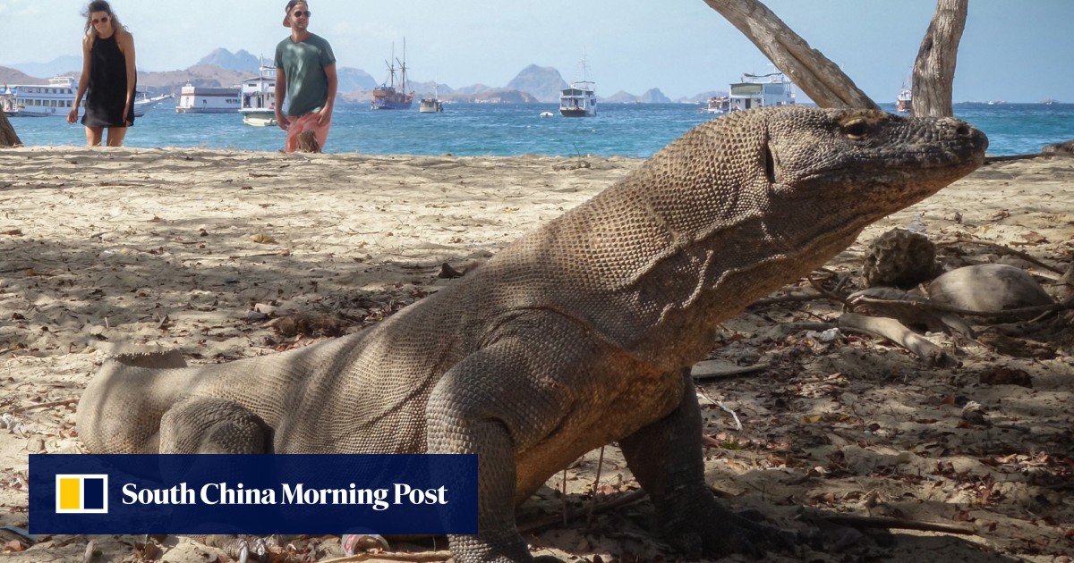 How Indonesia’s Komodo dragons found themselves at the centre of a