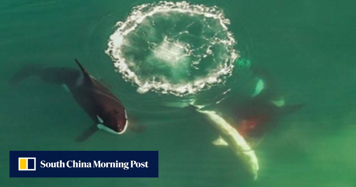 In a first, detailed video captures orcas hunting great white sharks in