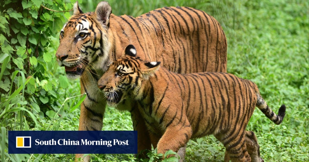 India ‘man-eater’ tiger that killed at least 9, including children