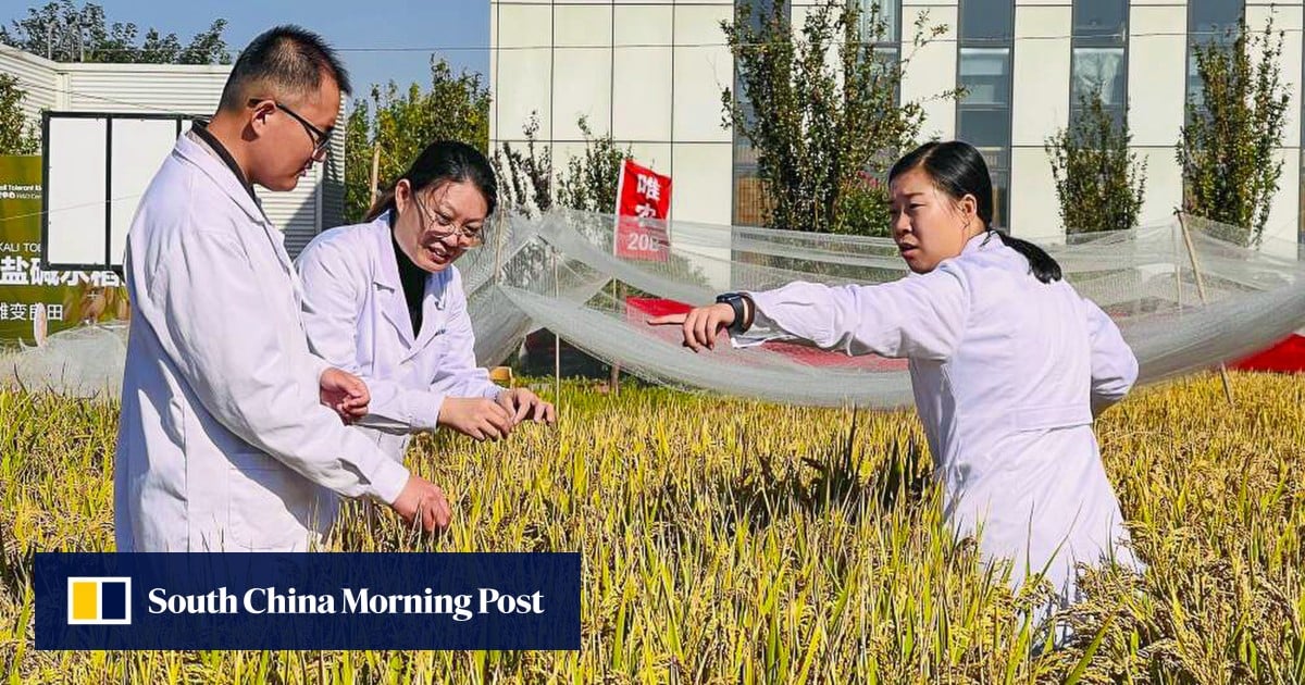Another record for China’s seawater rice with doubled yield in 3 years ...