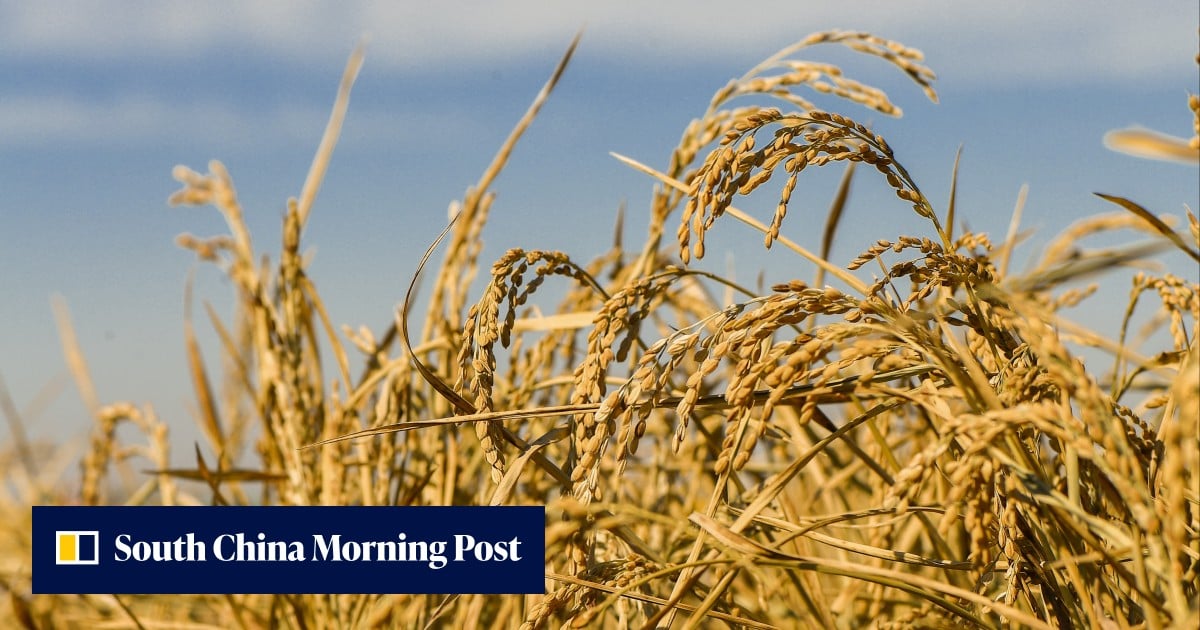 Chinese Rice Strains China urges farmers to consider new variety of perennial rice | South ...