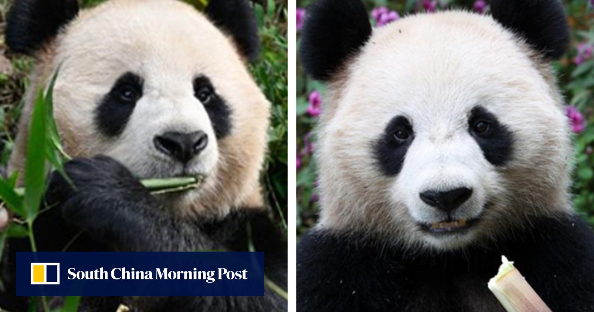 Two Giant Chinese Pandas Land In Qatar For First ever panda Diplomacy two-giant-chinese-pandas-land-in-qatar-for-first-ever-panda-diplomacy