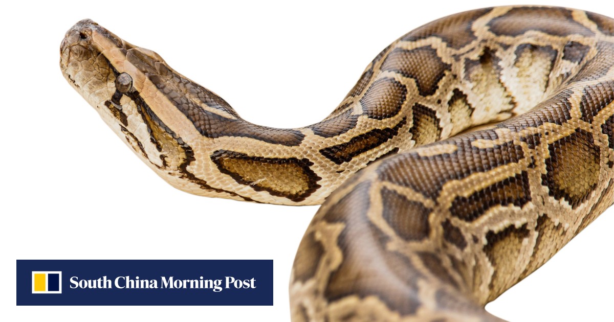 Large Indonesian Python Missing Indonesian woman dies after being swallowed whole by 6.7m ...