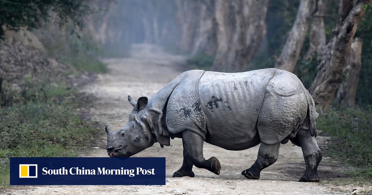 China ranks as top rhino horn market, but smuggling networks weakened