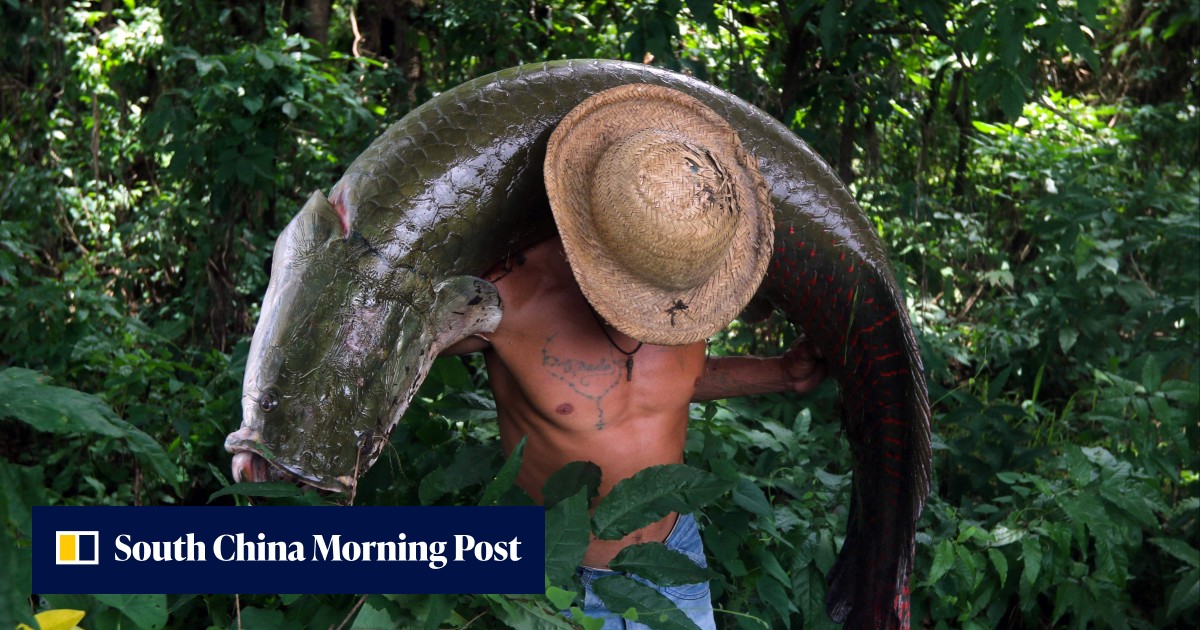 Amazon Fish Biig In the Amazon a huge fish is making a comeback, amid cooperation galore ...