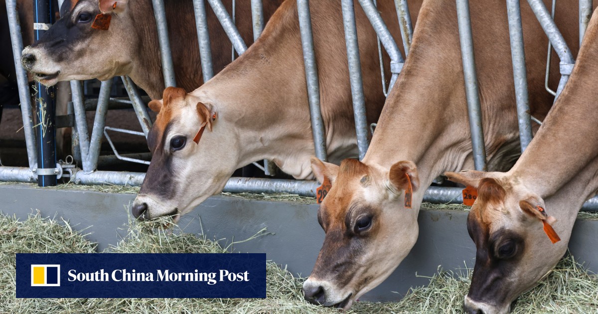 University opens farm to train veterinary students giving Hong Kong