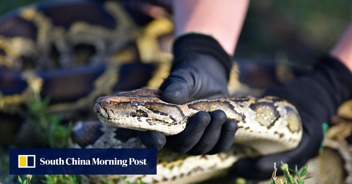 Australian boy survives after being bitten and dragged into pool by ...