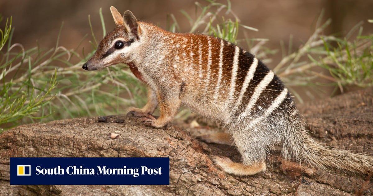 Native Animal Example Endangered Australian native animals and plants given protection in new ...
