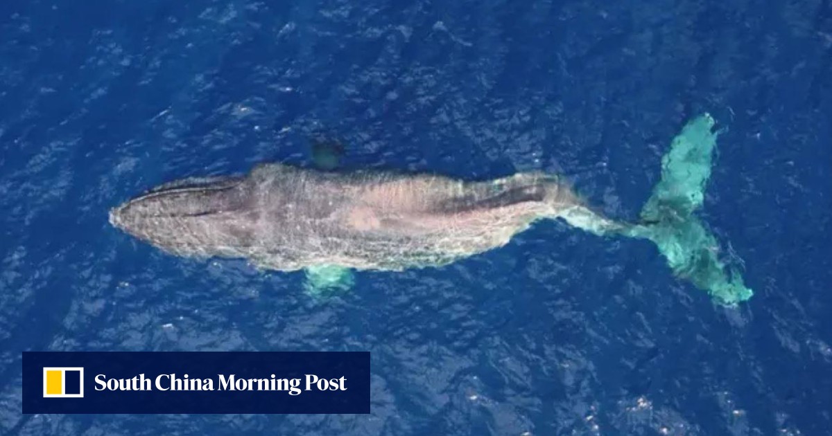 Humpback whale with broken spine travels almost 5,000km doing
