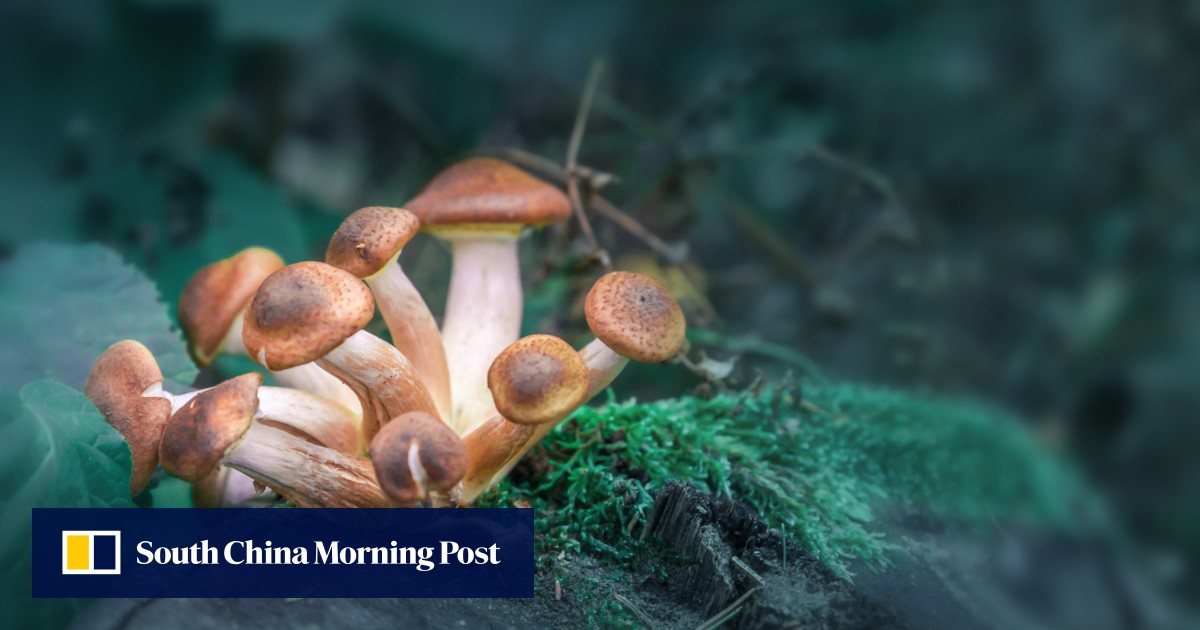 ‘Magic mushrooms’ would be decriminalised in California under new bill
