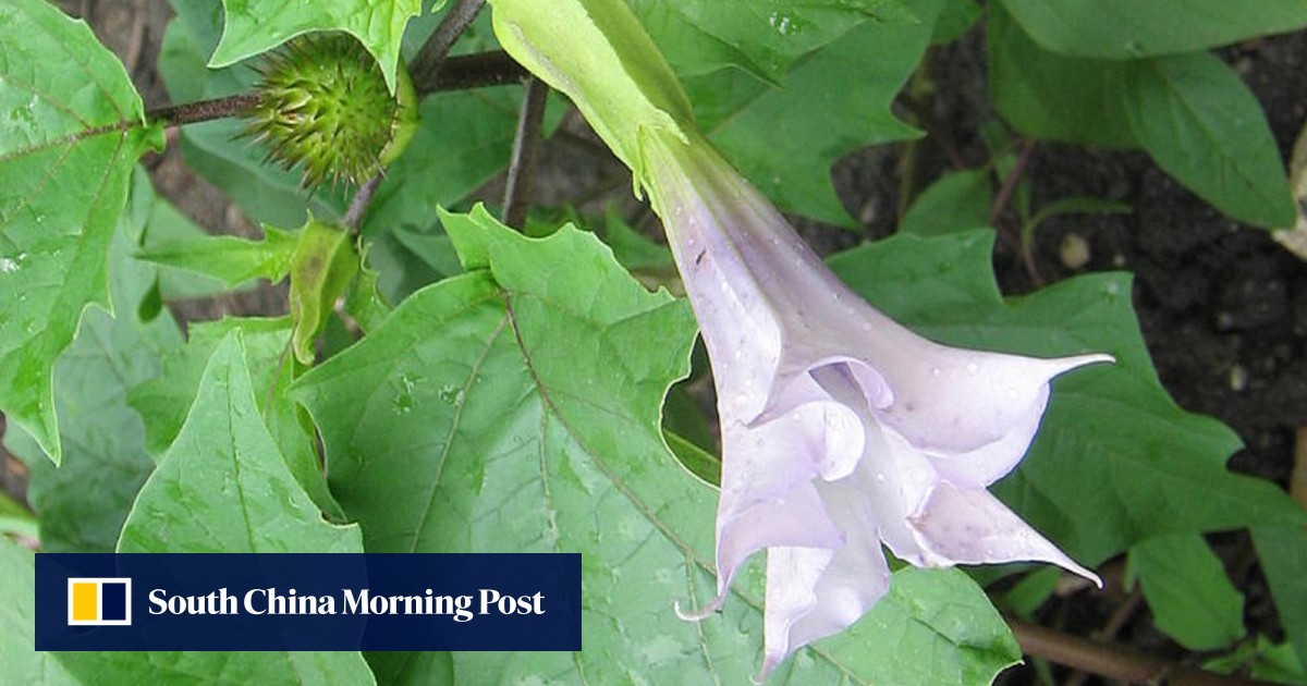 Toxic ‘devil’s trumpet’ weed blamed for causing hallucinations in