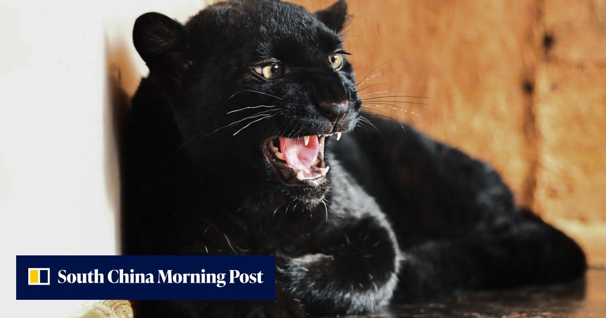 Black panther cub, victim of exotic animal trafficking in Ukraine, finds refuge in France Black panther cub, victim of exotic animal trafficking in Ukraine, finds refuge in France