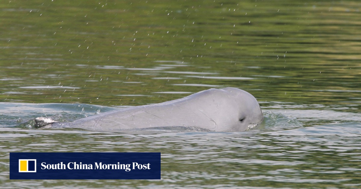 Cambodian PM Hun Sen orders Mekong safe zones to save rare dolphins