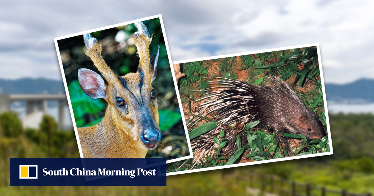 Critter city: barking deer, savage badgers and wildcats, concrete jungle Hong Kong has alter ego as a wildlife paradise Critter city: barking deer, savage badgers and wildcats, concrete jungle Hong Kong has alter ego as a wildlife paradise