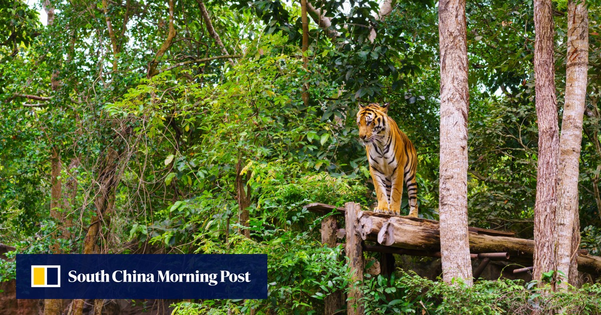 Sumatran tiger captured in Indonesia following human attacks
