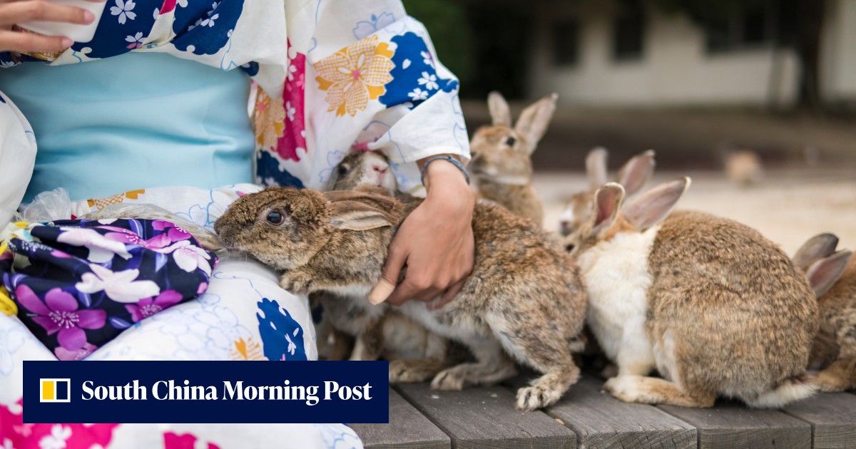 Mauled Rabbit Japan’s ‘Rabbit Island’ bunnies attacked by ‘jungle crows’ as tourism ...
