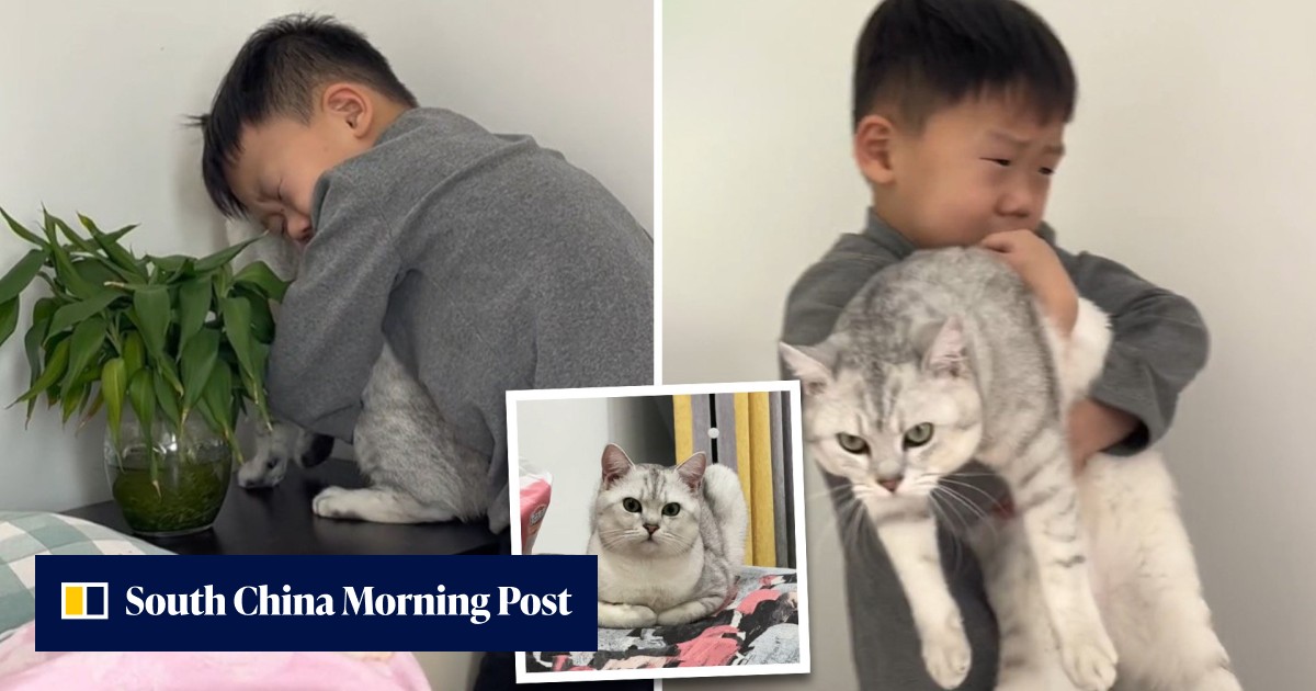 ‘I love you, please don’t moult’: boy in China begging pet cat not to ...