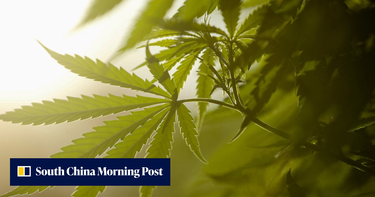 Daily marijuana use increases heart disease risk by over a third, study finds